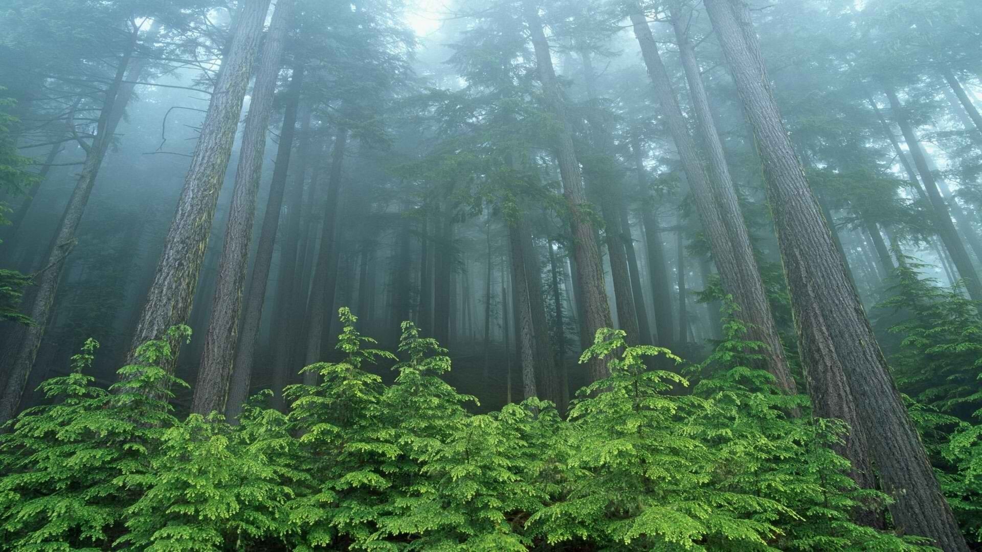 dense forest seattle